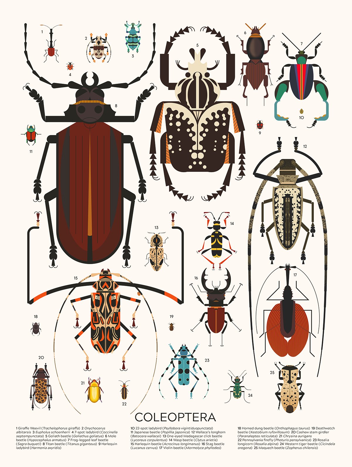 OD Coleoptera